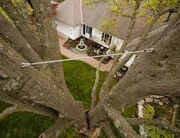 Tree Service thumbnail 4
